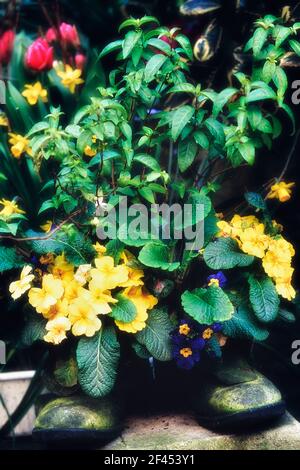 Fiori che crescono in un paio di vecchi stivali da giardinieri. Sinnock Square, Hastings Old Town, East Sussex, Inghilterra, Regno Unito Foto Stock