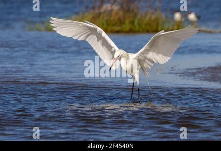 Egreo rossastro (Egretta rufescens), morfo bianco, caccia nella palude marea, Galveston, Texas, USA. Foto Stock