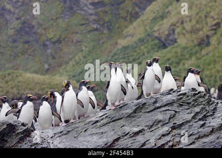 Maccheroni Penguin - riunire per entrare in mare Eudyptes chrysolophus Royal Bay Georgia del Sud BI007855 Foto Stock