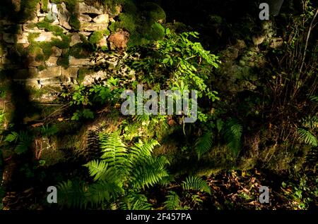 Felci contro un muro di pietra mussosa in luce del sole (Weardale, il North Pennines, County Durham, UK) Foto Stock