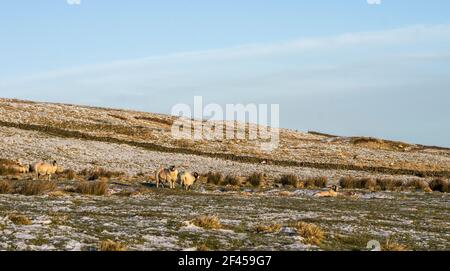 Pecore Swaledale in un campo di neve puntinata (Weardale, North Pennines, County Durham, UK) Foto Stock