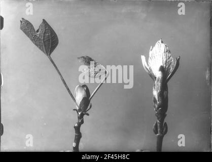 Chiusura dell'immagine in preparazione Tulipano (Liriodendron Tulipifera) e legno non determinabile, terminali e boccioli laterali Foto Stock
