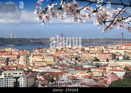 Primavera in Portogallo. Fioritura dei ciliegi in primavera nella città di Lisbona, Portogallo. Foto Stock