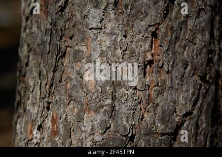 foto closeup di corteccia di albero su grande vecchio albero Foto Stock