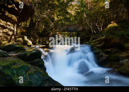 il flusso d'acqua scende in una bella foresta Foto Stock