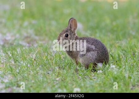 Coniglio bambino (gattino) in erba Foto Stock