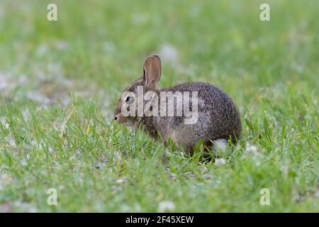 Coniglio bambino (gattino) in erba Foto Stock