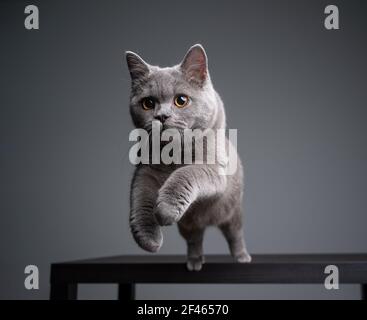 giocoso kitten shorthair britannico blu di 6 mesi che salta via una tabella su sfondo grigio con spazio per la copia Foto Stock