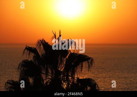 Tramonto sulla spiaggia tropicale con palme. Vista sul mare e sole tramontato tra le foglie di palma, sfondo per vacanze e viaggi Foto Stock