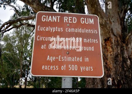 Australia, albero di gomma gigante in Orroroo, Australia del Sud Foto Stock