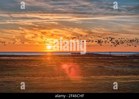 Tramonto sul Mar Baltico a Bunkeflo Strandangar. Gregge di uccelli marini che attraversano la scena al tramonto sulla verde riserva naturale che trasporta tranquillità Foto Stock