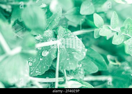 Raccolta del cavolo su orto. Foglie verdi sfondo naturale con gocce d'acqua. Foto Stock