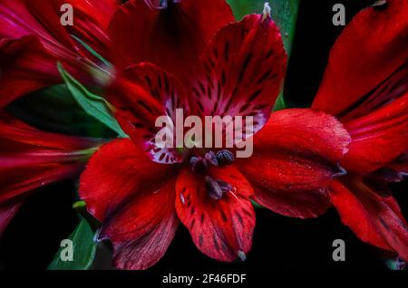 Fiori rossi della pianta peruviana di Lily Alstromeria Foto Stock