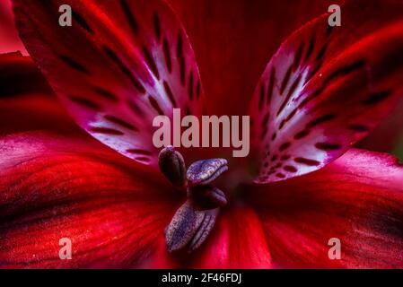 Fiori rossi della pianta peruviana di Lily Alstromeria Foto Stock
