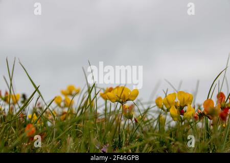 Uccello comune piede trifoglio conosciuto anche come uova e pancetta con piccolo slipper giallo come fiori Foto Stock