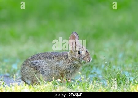 Gattino di coniglio con sfondo verde - coniglio bambino Foto Stock