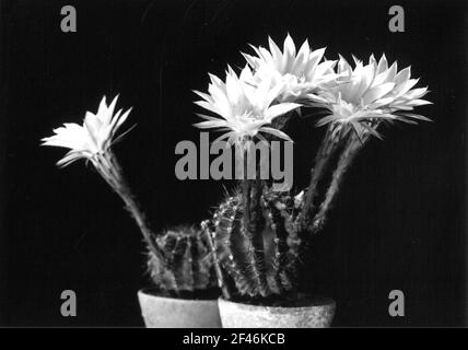 Cactus di ricci di mare (echinopsis Hybrida). Due piante in vaso, fioritura Foto Stock