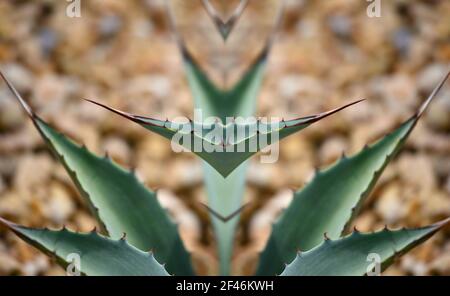 Agave americana, pianta succulenta perenne sempreverde su una composizione astratta. Foto Stock