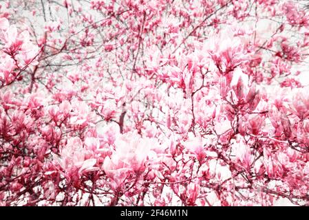 Fioritura del mistero degli alberi di magnolia. Primavera. Sfondo floreale misto Foto Stock