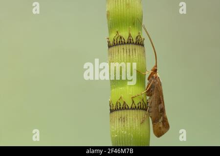 Caddis Fly - su Horsetail StemEssex, Regno Unito IN000410 Foto Stock