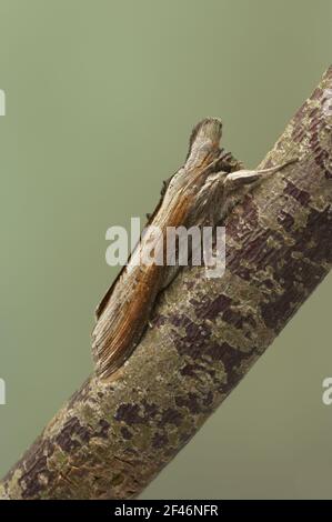 Mullein Moth Shargacucullia verbasci Essex, Regno Unito AL000413 Foto Stock