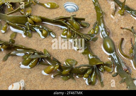 Fresh Bladder rack alghe marine in acqua limpida, sabbia e conchiglie da vicino Foto Stock