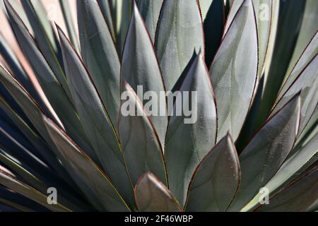 Agave 'Blue GLOW', un succulente sempreverde con foglie blu-verdi, calcaree e margini finemente dentati adornati da un nastro dorato e rosso. Foto Stock