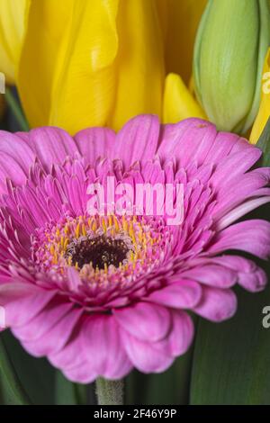 Gerbera rosa fiore in fiore primo piano stil Foto Stock