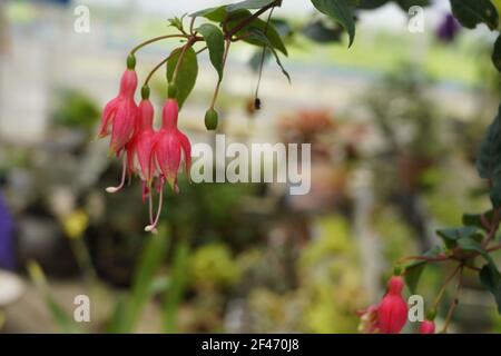 Un fuoco poco profondo di fiori di fucsia su un blurred sfondo Foto Stock