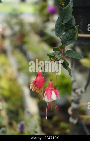 Un fuoco poco profondo di fiori di fucsia su un blurred sfondo Foto Stock