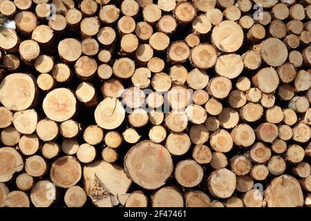 Materiale di legno Foto Stock