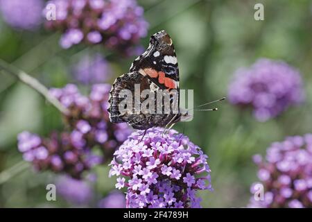 Red Admiral Butterfly - on Verbena bonariensis flowerVenessa atalanta Essex, UK IN000476 Foto Stock