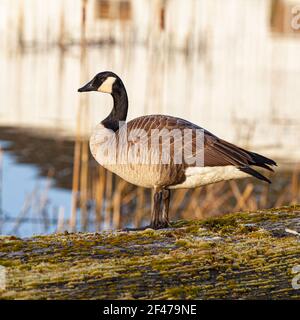 Maturo Canada Goose in piedi su un patinato driftwood log in Steveston British Columbia Canada Foto Stock