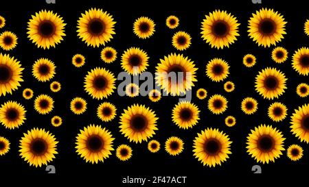 Uno sfondo nero con girasoli di diverse dimensioni Foto Stock