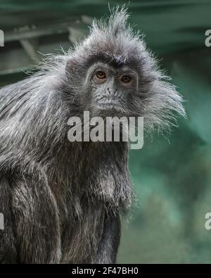 Un ritratto di un divertente lutung argenteo - un Vecchio Scimmia del mondo Foto Stock