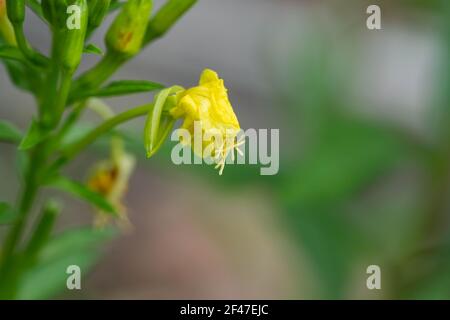 Fiori di Primrose in estate Foto Stock