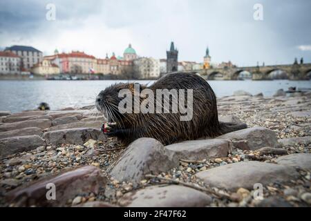 Praga, Repubblica Ceca. 19 marzo 2021. Coypu, nutria (MYOCASTOR COYPUS) in cerca di cibo in una città vuota Moldava River Emcavantment a Praga, Repubblica Ceca, 19 marzo 2021. Credit: Katerina Sulova/CTK Photo/Alamy Live News Foto Stock