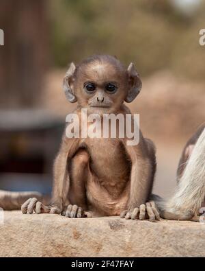 Scimmia di langur grigia infantile nel Parco Nazionale di Ranthambore, India Foto Stock