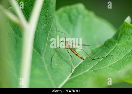 Tiger Crane Fly in estate Foto Stock