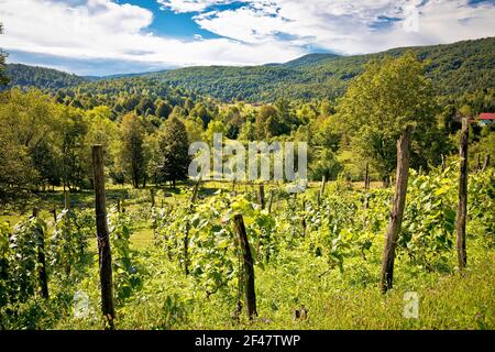 Vigneti e paesaggio verde della regione montana di Gorski Kotar, Croazia centrale Foto Stock