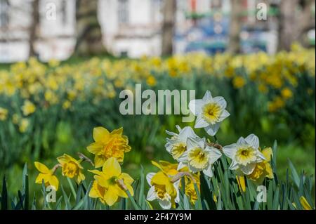 Londra, Regno Unito. 19 marzo 2021. La gente apprezza il tempo primaverile e i narcisi di Green Park mentre Londra inizia a uscire dalla zona 3. Credit: Guy Bell/Alamy Live News Foto Stock