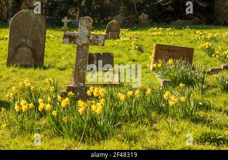 St Mary's, Benhall, Suffolk Churchyard al sole di primavera con aree di narcisi in piena fioritura Foto Stock