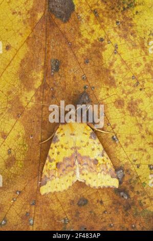 Rosa sbarrate Sallow Moth Xanthia togata Essex, UK AUTUNNO A000594 Foto Stock