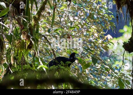 Rara donna nera amazzonica umbrellabird, Cephalopterus ornatus, seduta nella fitta foresta pluviale amazzonica Foto Stock