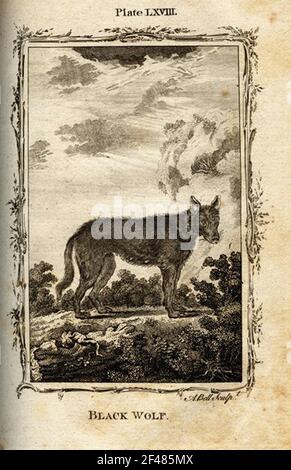 una pagina di un animale dell'enciclopedia vintage con un'incisione di a. mammifero dell'arte classica Foto Stock