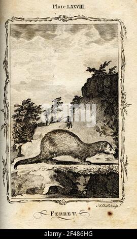 una pagina di un animale dell'enciclopedia vintage con un'incisione di a. mammifero dell'arte classica Foto Stock