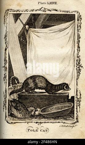 una pagina di un animale dell'enciclopedia vintage con un'incisione di a. mammifero dell'arte classica Foto Stock