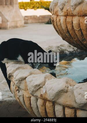 Ritratto egiziano gatto nero selvaggio che beve acqua da un Angolo su un caldo day.Animal estate ritratto Foto Stock