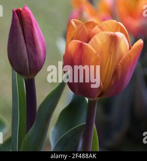 Tulipa "Brown Sugar" Foto Stock