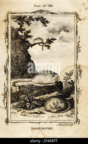 una pagina di un animale dell'enciclopedia vintage con un'incisione di a. mammifero dell'arte classica Foto Stock